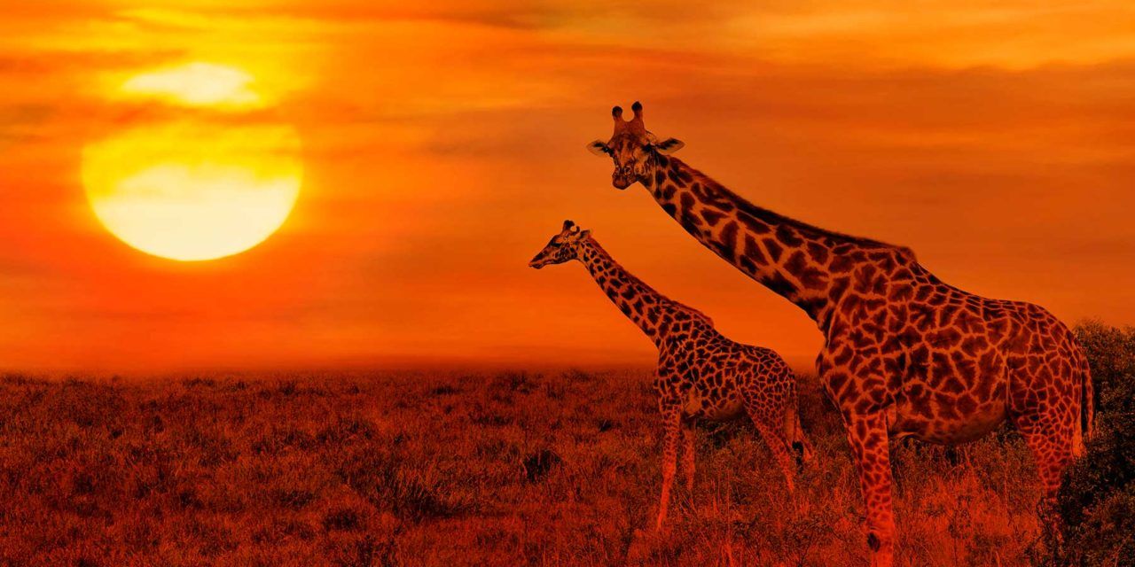 Safari en Sudafrica