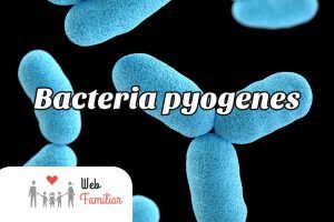 Lee más sobre el artículo 🦠¿Cómo prevenir la bacteria pyogenes?