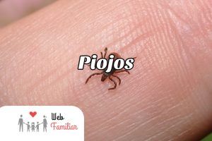 Lee más sobre el artículo ¡Adiós Piojos! 🐛 Soluciones Rápidas para Eliminarlos 💪